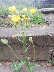 Crepis