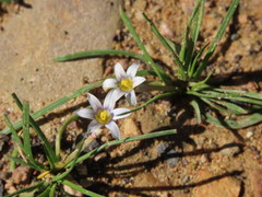 Romulea minutiflora