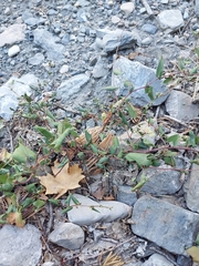 Fallopia convolvulus