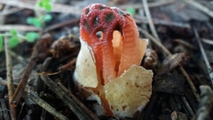 Colus hirudinosus