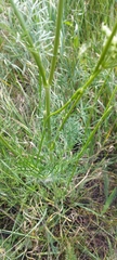 Seseli annuum