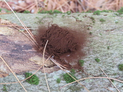 Stemonitis splendens