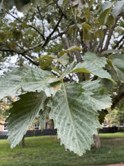 Quercus michauxii