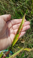 Oenothera stricta