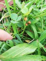 Sisyrinchium micranthum