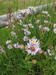 Symphyotrichum laeve