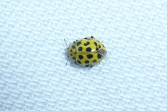 Psyllobora vigintiduopunctata