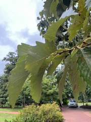 Quercus michauxii