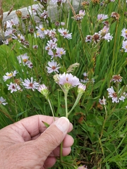 Symphyotrichum laeve