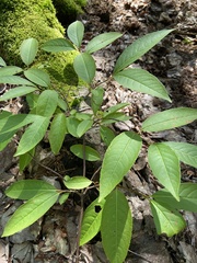 Viburnum cassinoides image