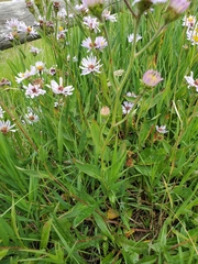 Symphyotrichum laeve