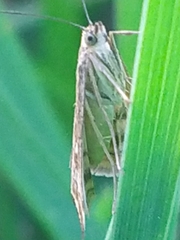 Loxostege sticticalis