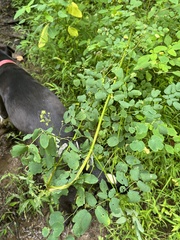 Thalictrum pubescens