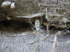 Argiope bruennichi