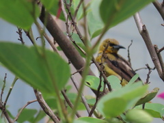 Icterus pustulatus