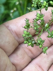 Thalictrum pubescens