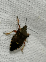 Pinthaeus sanguinipes