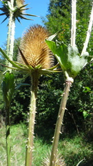 Dipsacus laciniatus