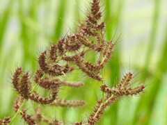Echinochloa crus-galli