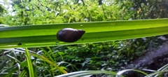 Succinea putris