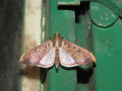Anarmodia