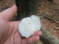 Pleurotus pulmonarius