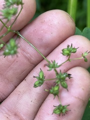 Thalictrum pubescens