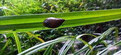 Succinea putris