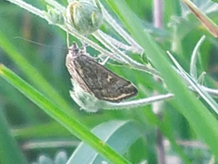 Loxostege sticticalis