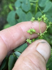 Thalictrum pubescens