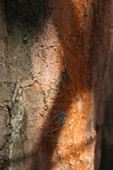 Peniophora incarnata