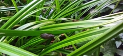 Succinea putris