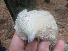 Pleurotus pulmonarius