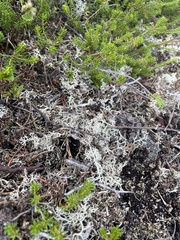 Cladonia