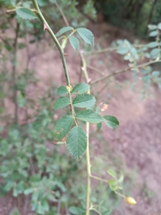 Rosa rubiginosa