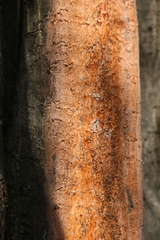 Peniophora incarnata