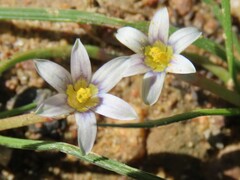 Romulea minutiflora
