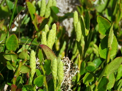 Diphasiastrum alpinum