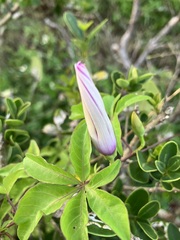 Ipomoea cairica