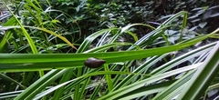 Succinea putris