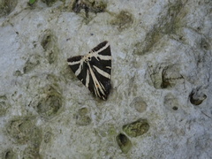 Euplagia quadripunctaria