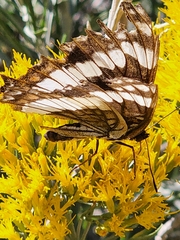 Limenitis weidemeyerii