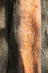 Peniophora incarnata