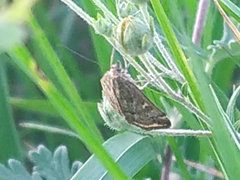 Loxostege sticticalis