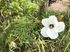 Hibiscus laevis