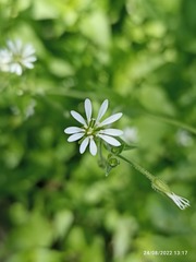 Stellaria cuspidata