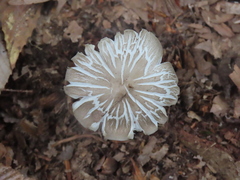 Marasmius calhouniae