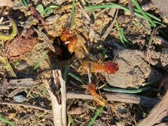 Microhodotermes viator