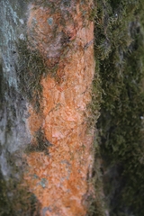 Peniophora incarnata