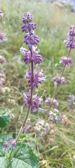 Salvia verticillata